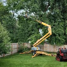 Trusted Coalinga, CA Tree Removal and Landscaping Services Experts